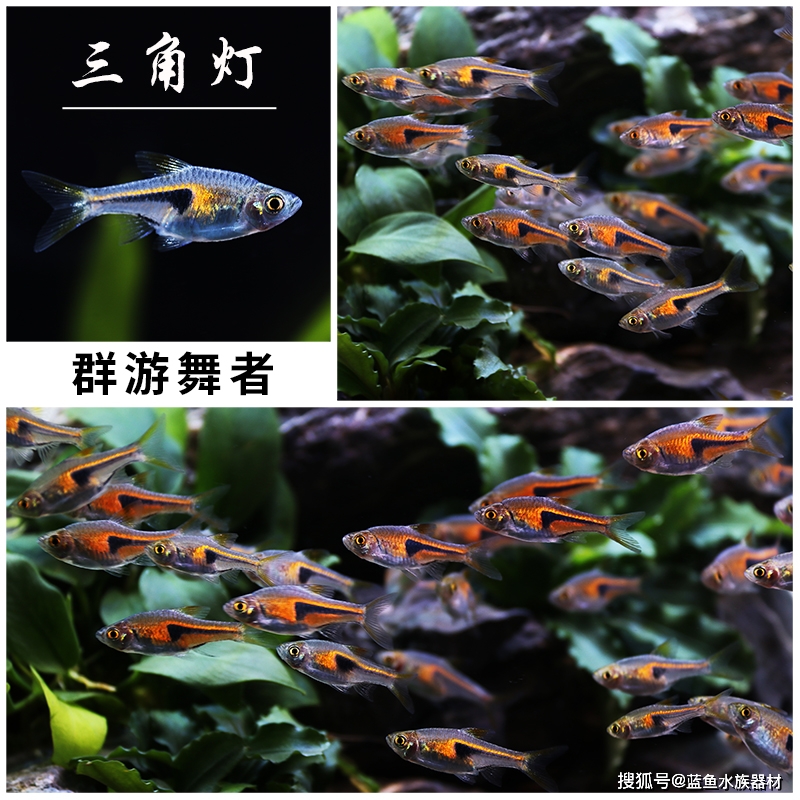 三角灯鱼繁殖方法_鱼巢_紫艳_索姆