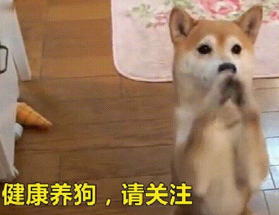 重量柯基犬真的好养吗？不要被那些“谎言”骗了，优缺点深入分析！