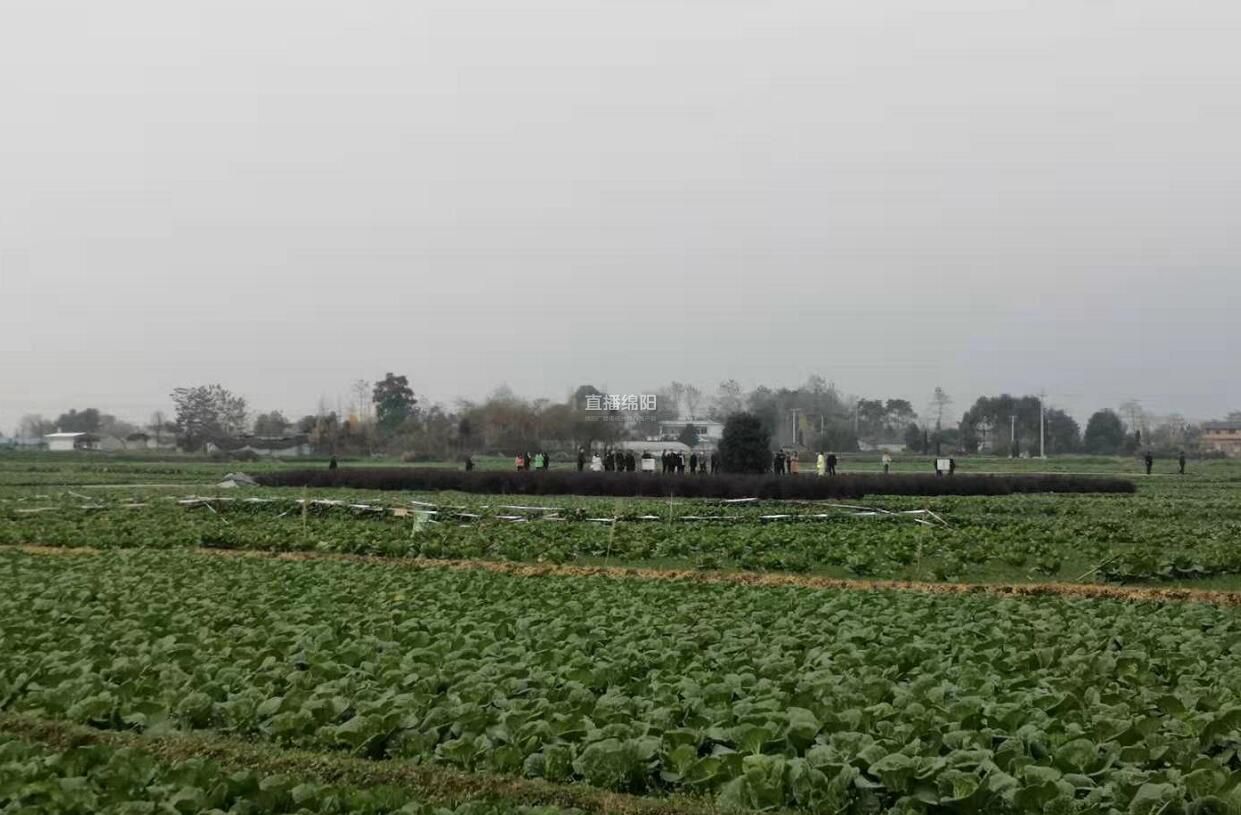 安州種好菜園子拎穩菜籃子稻菜菜種植模式讓一畝地有三份收入