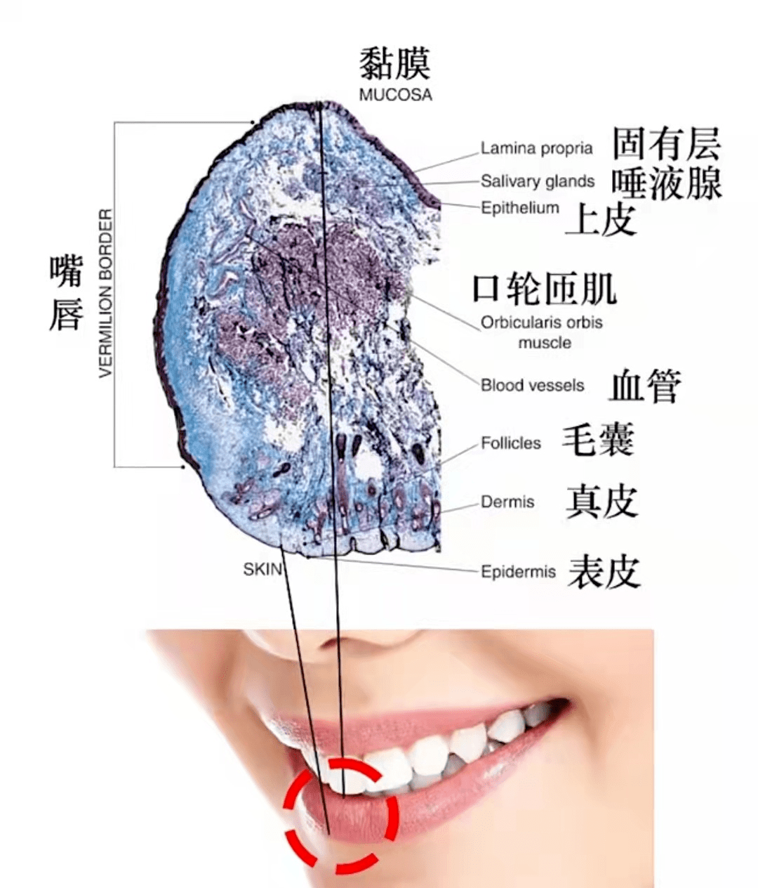 唇膏你有“唇膏依赖症”吗？冬季护唇讲究的是内调外养，别再贪“涂”啦~