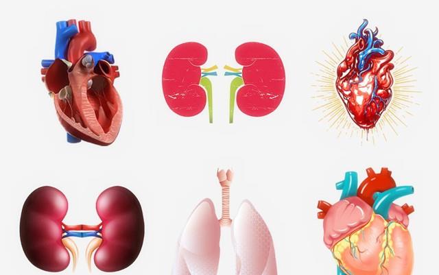 饮食|吃什么食物对肾脏有好处？肾脏不好的人不应该吃什么食物？