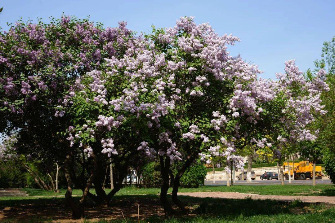 大连市启动市树市花评选活动