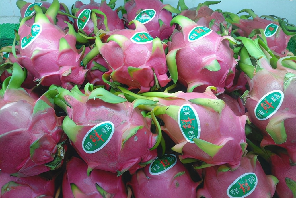 火龙果迎新一轮丰收期,产后分拣逐步由人工转机械_种植_产业_水果