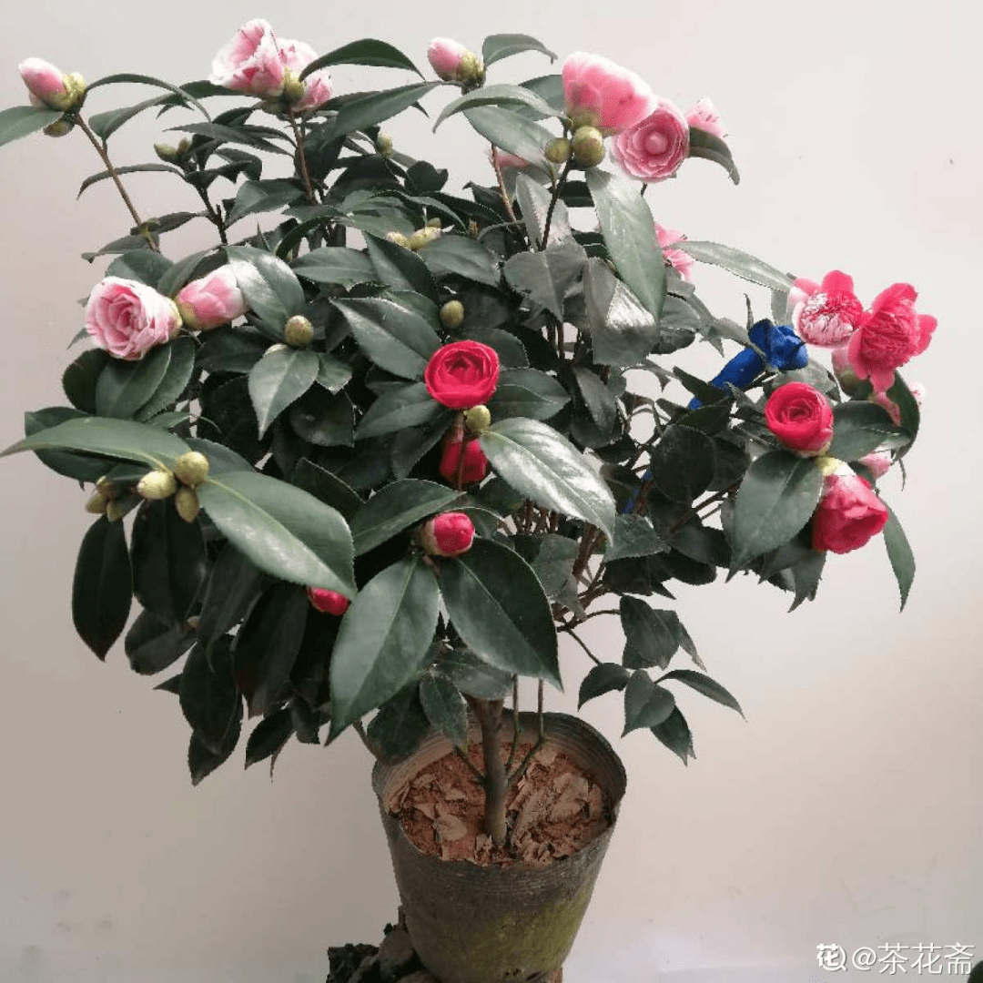 超爱 变颜色 的茶花 一树五色花 颜色艳丽赛牡丹 开花 花苞 建议