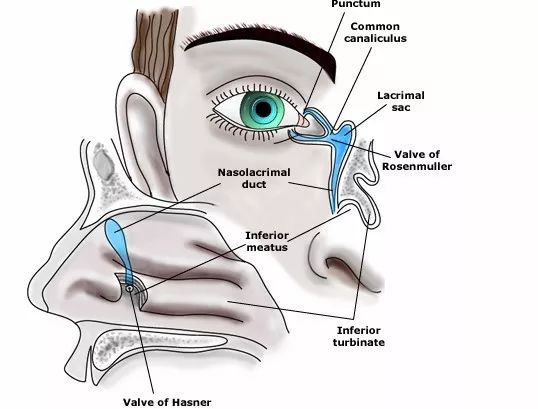 它是眼淚流通的區域,眼淚從淚腺分泌眼淚通過淚管留到眼睛,每次眨眼睛