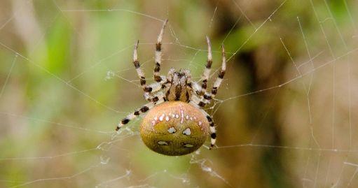 千万不要用拖鞋拍死母蜘蛛瞬间爆裂的样子会让你后悔的