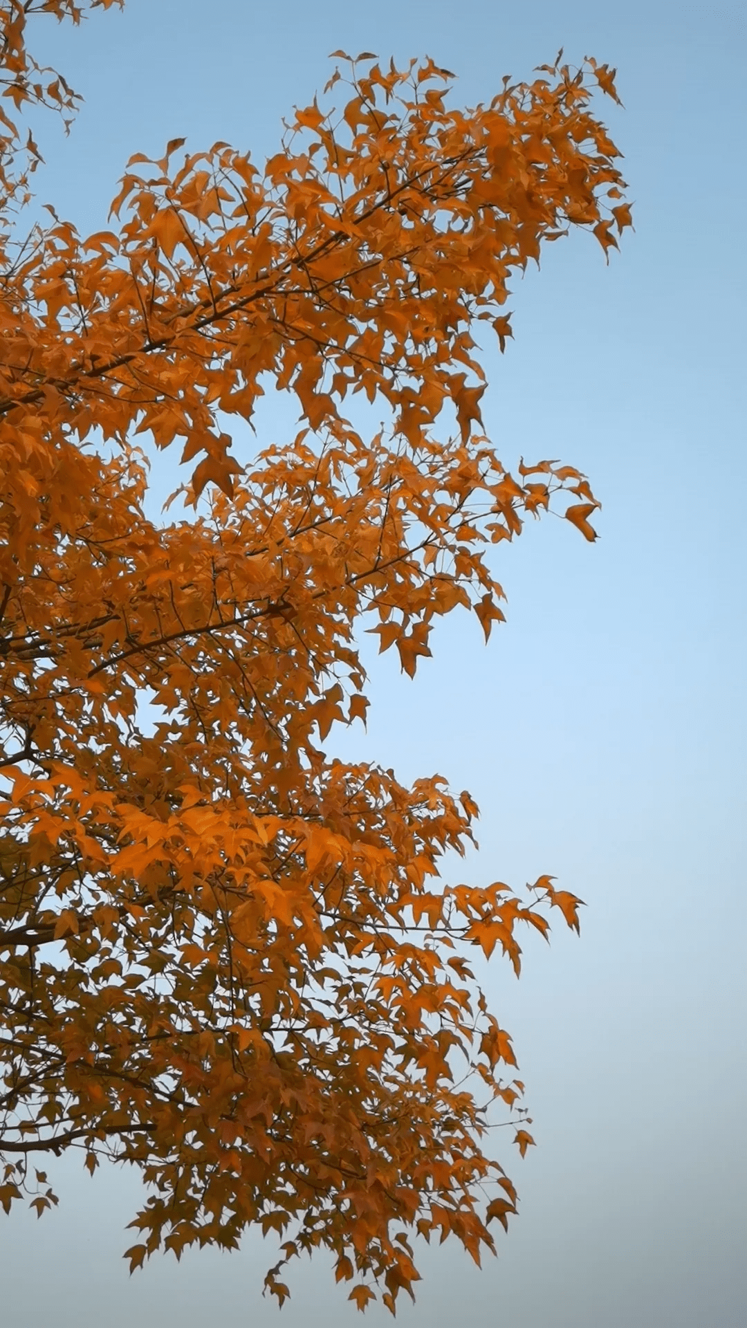 这就是初冬的河南泌阳_三角枫_冬日_枫树