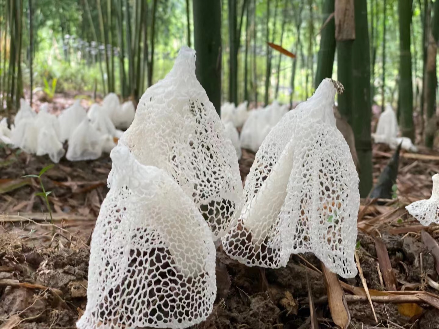 食材|永江村：蜀南竹海“后花园”的乡村会客厅