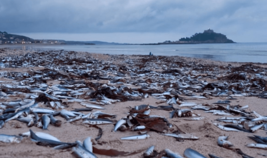 在海上漂浮,周围4000米的范围都被鱼尸覆盖,而这些死鱼主要是沙丁鱼