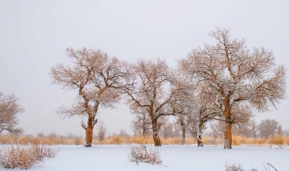 新疆冬季最值得去观赏的胡杨林，雪景美成一幅画，摄影爱好者必来