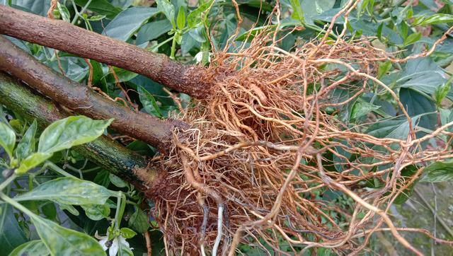 农民扔掉的辣椒根,用它煮水泡脚,活血消肿解决好多人的烦恼_用途_价值