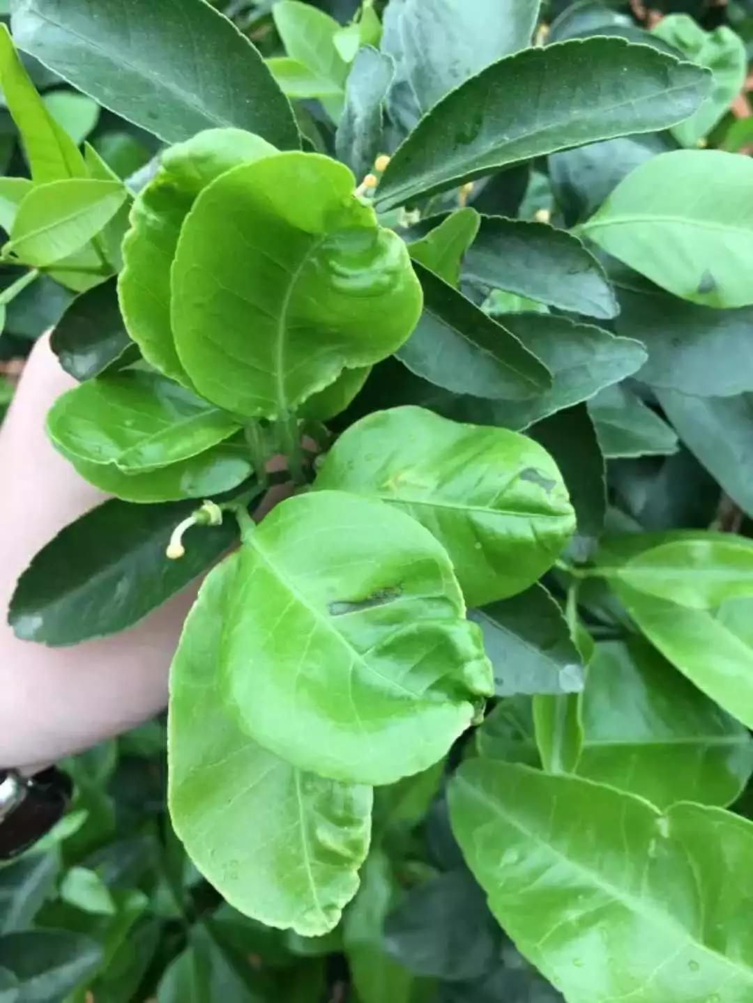 丙环唑在苗期使用易使苗率降低,幼苗僵化,抑制生长,灼伤幼果,尽量