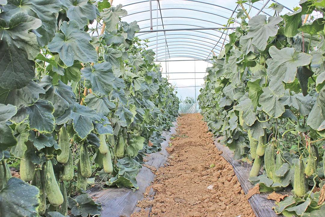 保山| 湾甸:羊角蜜,盘古蜜抢鲜上市_种植_大棚_水果