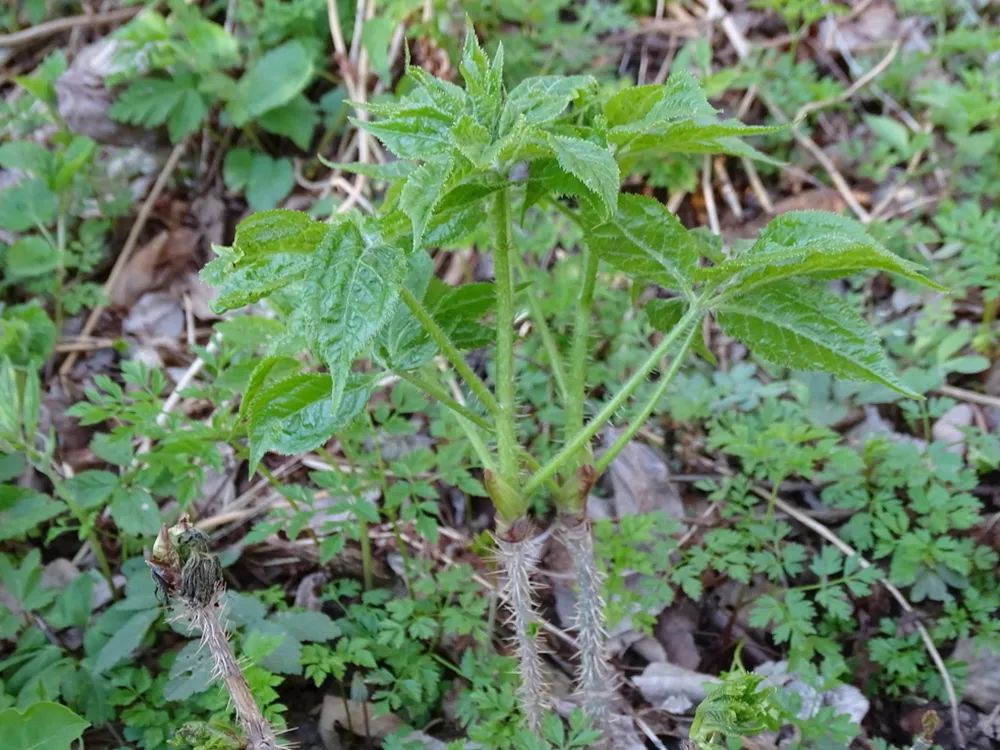 这树满身刺,嫩芽却成极品野菜,如今20元一斤,你家乡或许也有_刺五加