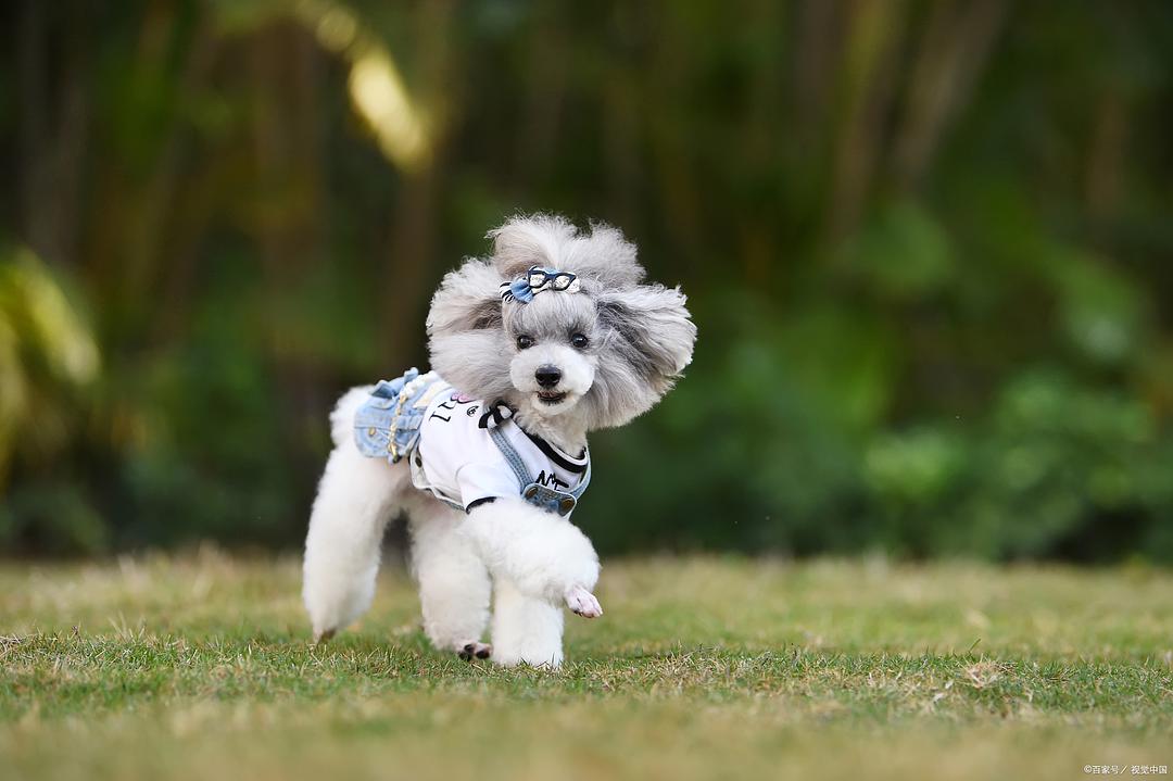 養狗須知貴賓犬幼犬吃什麼幾歲吃乾糧