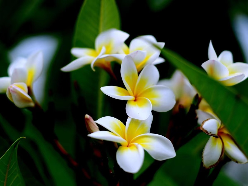 傣族文化之五树六花