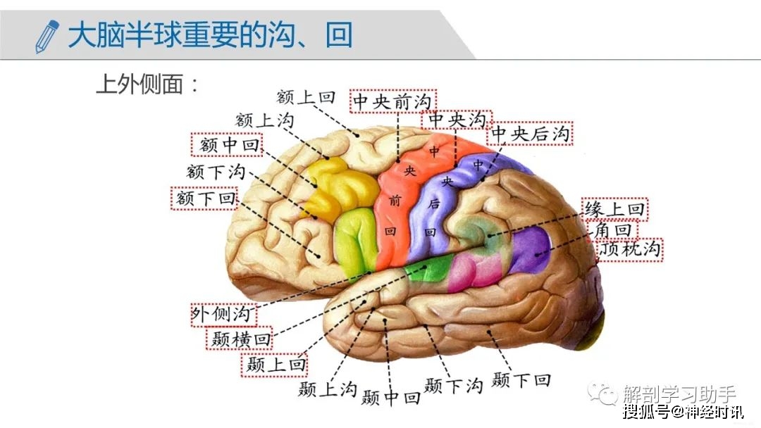 人体系統解剖学 系统解剖学人卫第九版9系解局部人体解刨学内科生理学10最新版