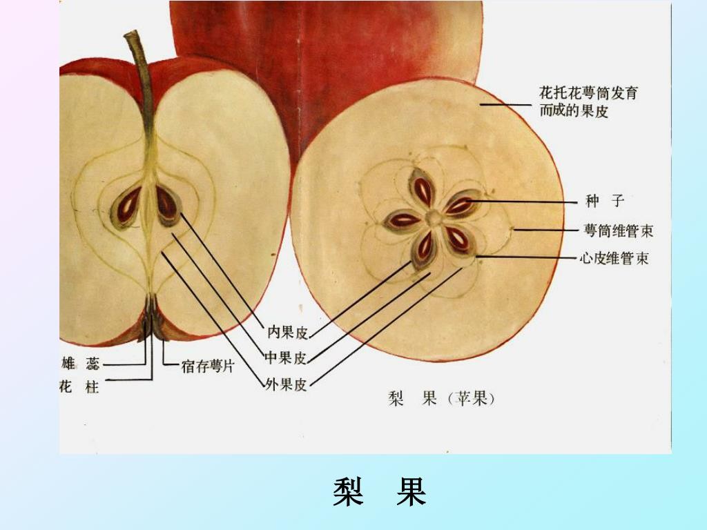 子房剖面图图片