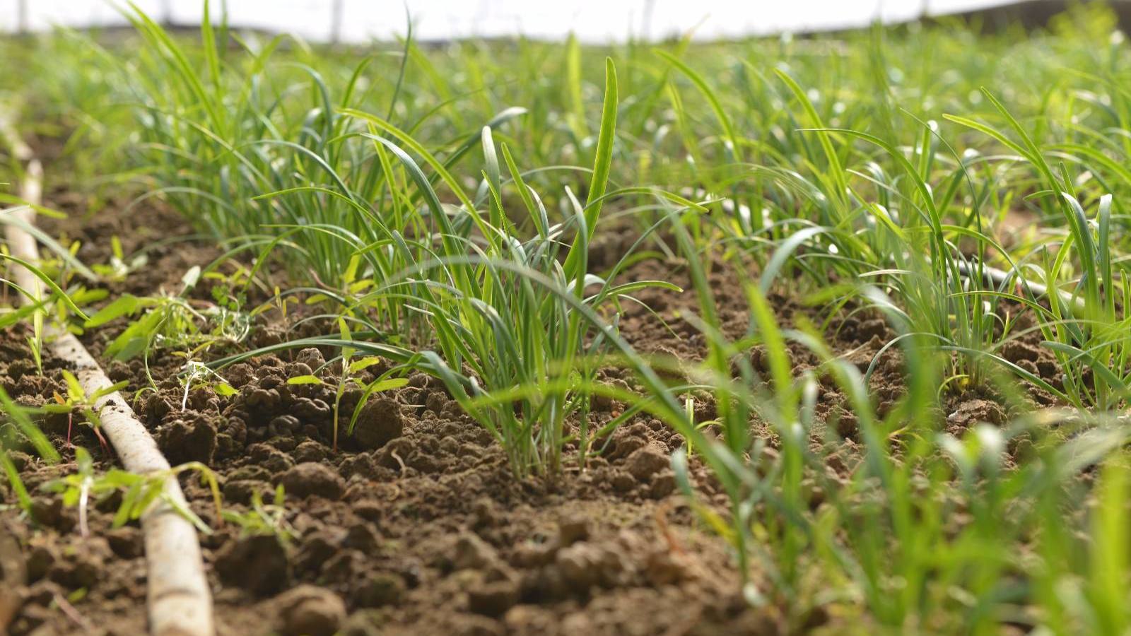 韭菜什么时候定植韭菜定植时间和方法