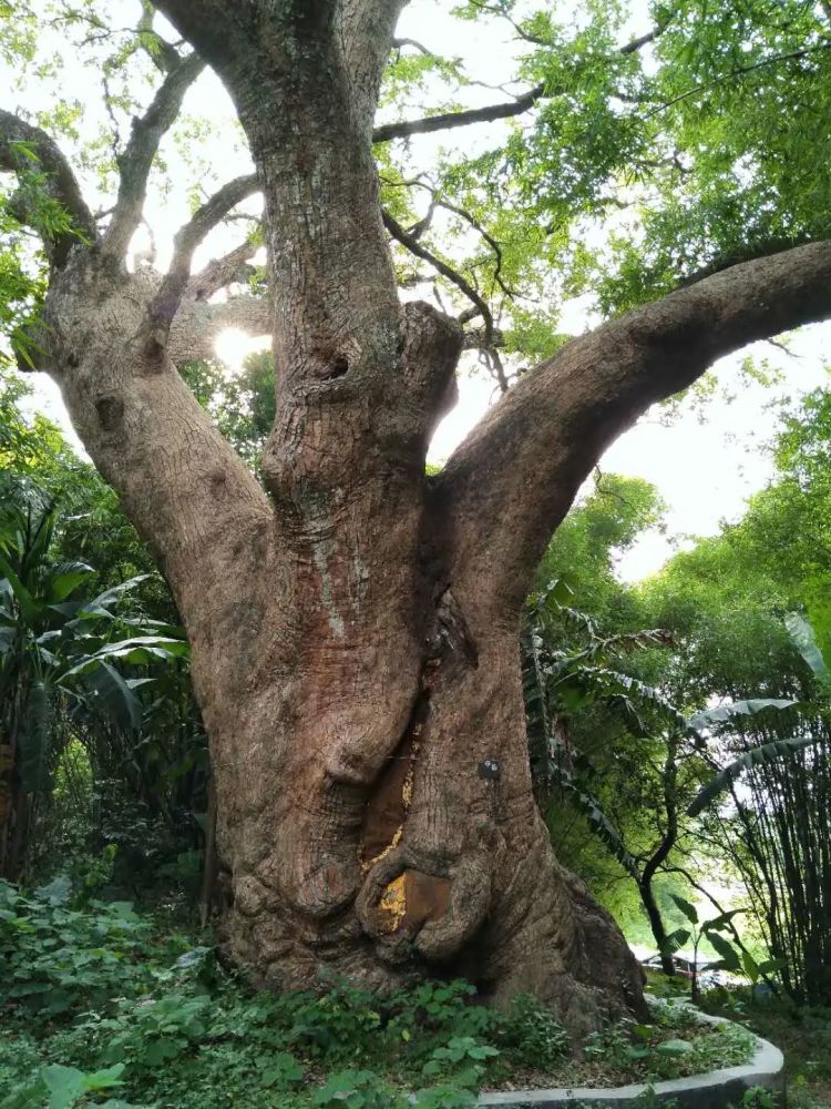 乐昌长来镇的千余年樟树王
