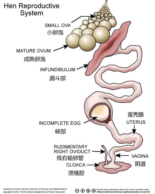 然后再到蛋壳腺位置被分泌的碳酸钙包裹形成完整的鸡蛋