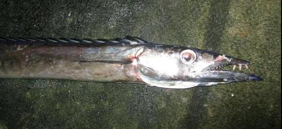 恐怖的吞噬者 叉齿 食物 因为