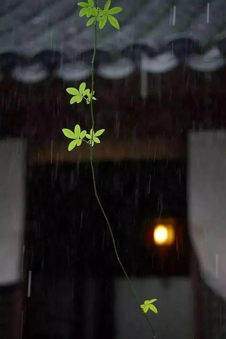 下雨天雨滴雨丝涟漪怎么拍