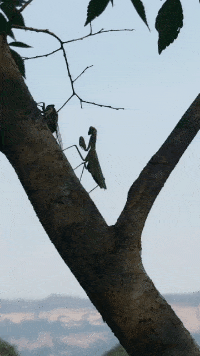 螳螂捕蝉，还真的会发生啊！黄雀何在，速来！