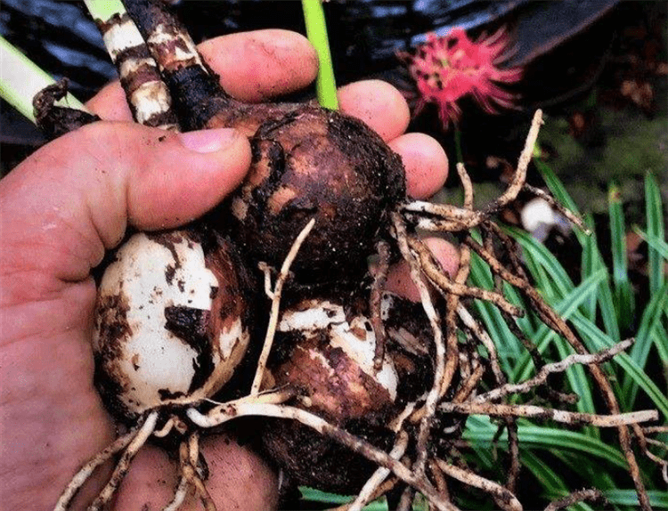 彼岸花的种植步骤 简单分为4步 其中第1步很重要 决定成活开花 土壤 球茎 栽培