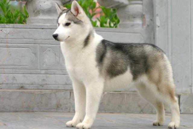 时间?最耐不住寂寞的5种狗，柴犬上榜，你家的狗狗在榜上吗？