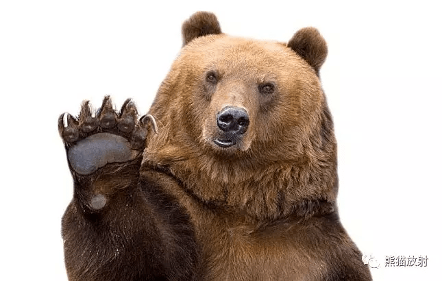 "熊掌征",这个征象提示个啥?_实质_扩张_肾盂