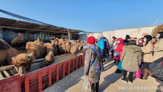 >库尔勒市英下乡:让村民端稳乡村旅游"金饭碗"_游客_产业_骆驼