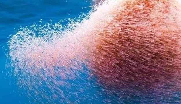 每年被吃掉的鳞虾达3亿吨,为何它至今还没灭绝呢?_磷虾_数量_海洋