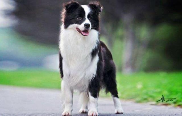 时间?最耐不住寂寞的5种狗，柴犬上榜，你家的狗狗在榜上吗？