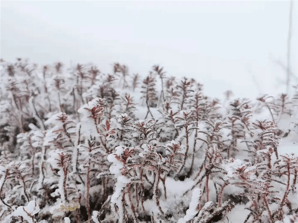 生活|赏高黎贡山雪，盼人间春色