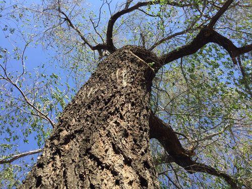 原创故乡的榆树