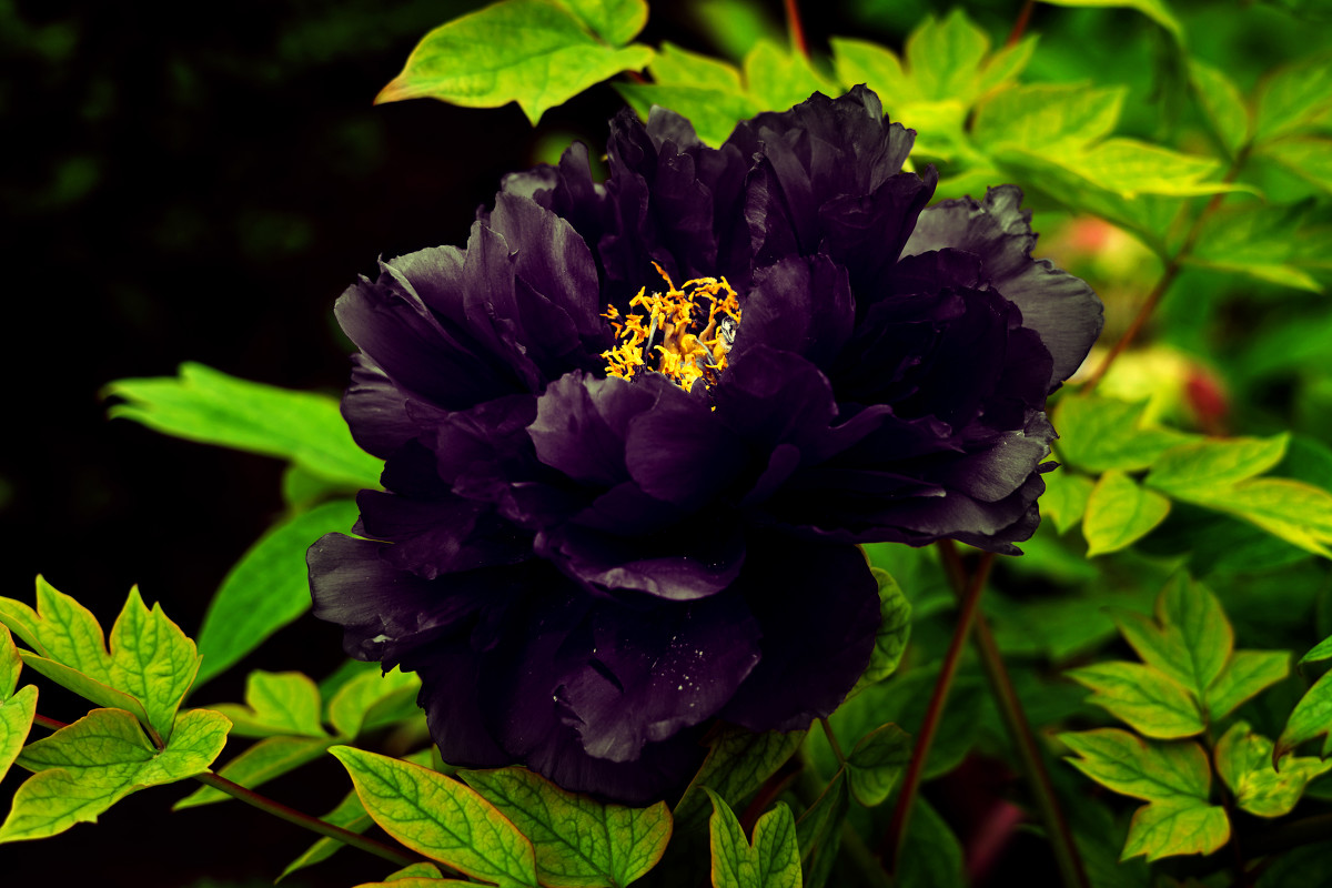 如果是绝对黑色,那么就是花朵吸收了阳光中的全部光波,没有光波反射