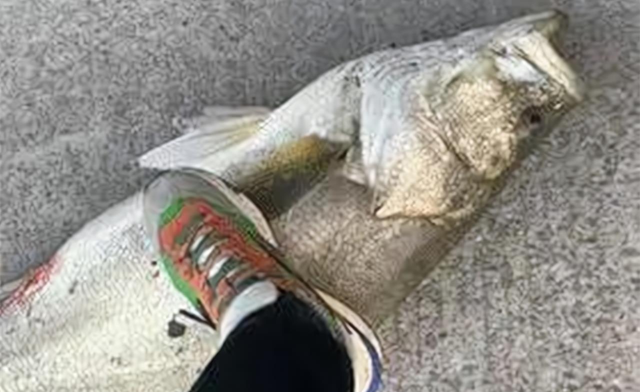 45斤的米级“鲈鱼王”，浙江男子海钓收获大鱼，老钓鱼人也没见过