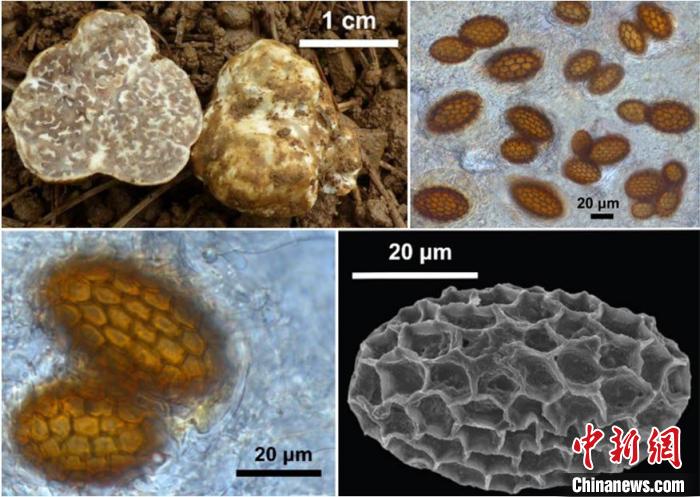 云南发现两个白块菌新物种：松露块菌、曲靖块菌