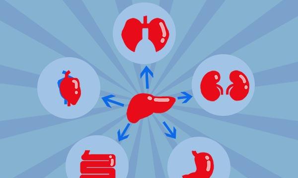 球蛋白|肝功检查中的白蛋白、球蛋白，升高或降低分别说明什么？一文搞懂
