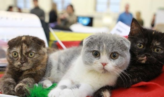 猫咪最受欢迎的3种中华田园猫，每一种都让铲屎官爱不释手！