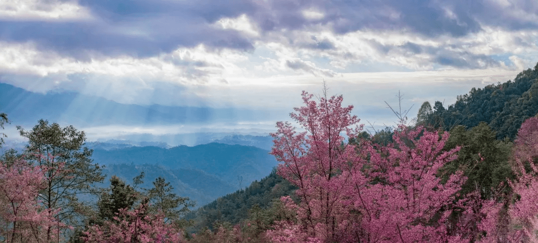 季节|去腾冲樱花谷，赏“浪漫樱花”