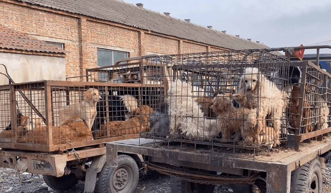 无奈之下,小哥只能让他的家人守在这辆狗肉车旁,而他则到狗市里尝试