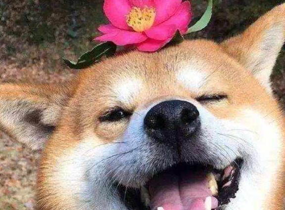 家长|狗狗挑食怎么办?这4个原因你发现了吗?一招解决狗狗挑食毛病