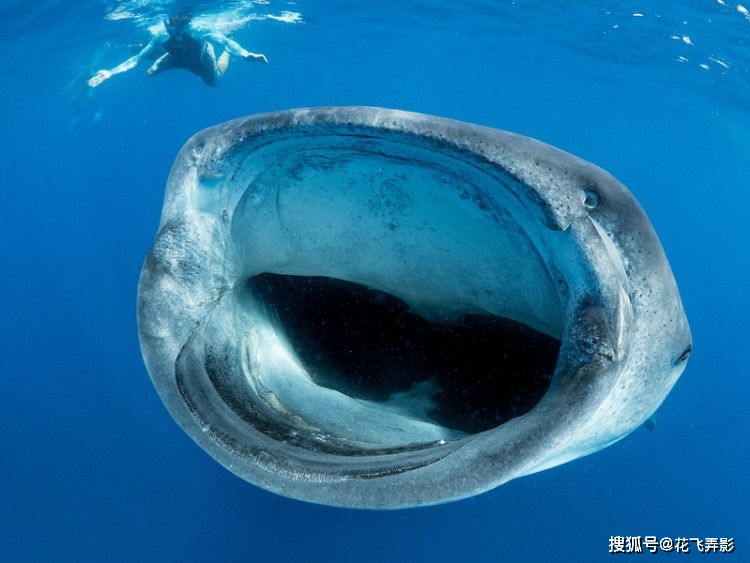 看完這組照片,深海恐懼症徹底發作了_怪物_水母_海里