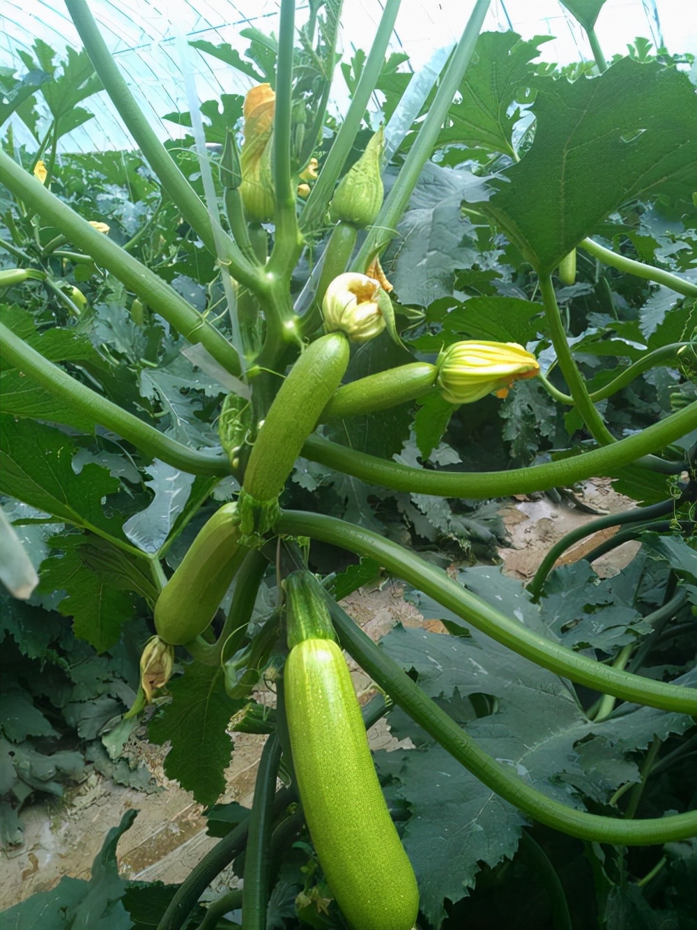 越冬西葫芦什么时候播种?越冬茬西葫芦种植技术