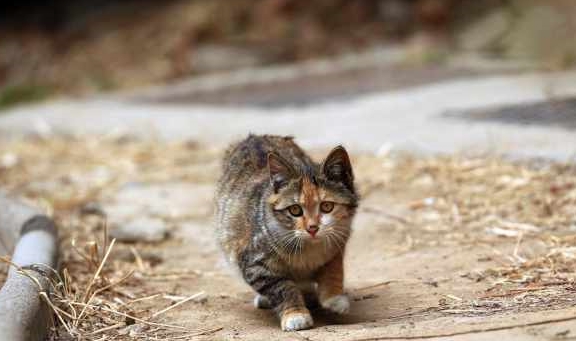 猫咪外来猫咪很享受，本土猫咪却在流浪，让它们流浪的4个原因