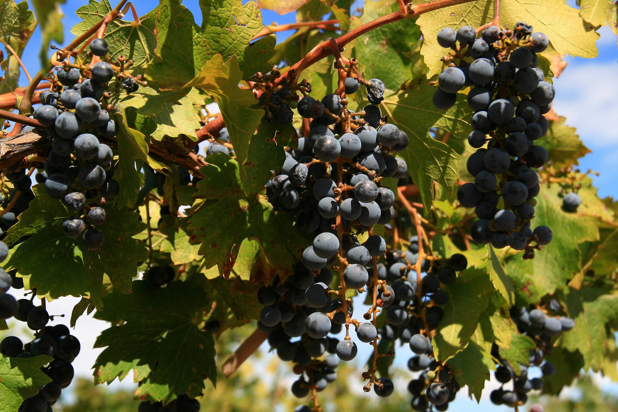 足球|最敢“叫板”美国的南美国家，足球和这个东西，让美国人没了脾气