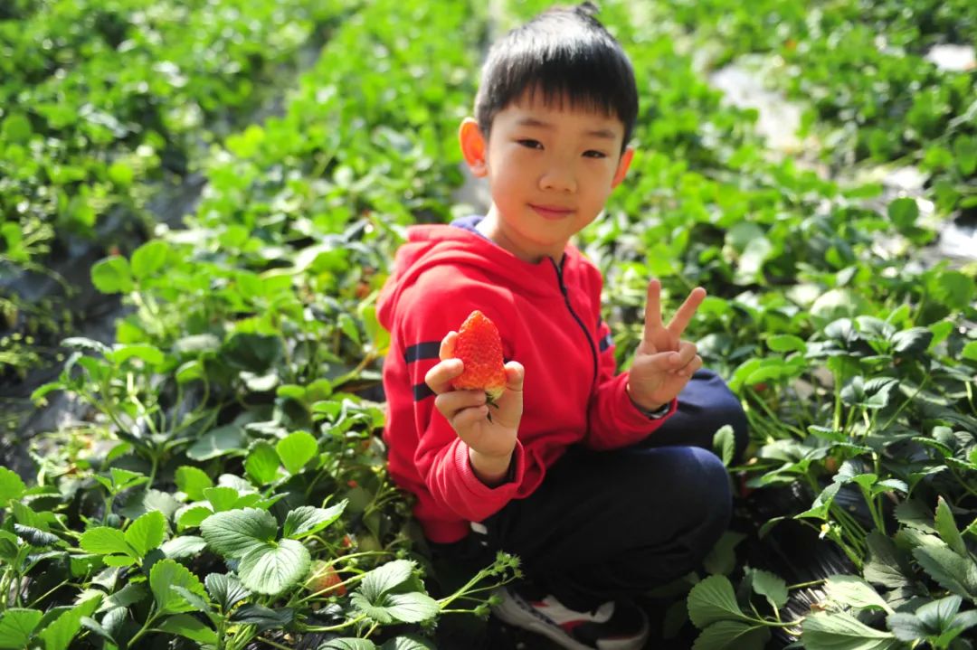 济南|冬日限定甜蜜！雨小荷奉上济南草莓采摘地图，速速收藏！