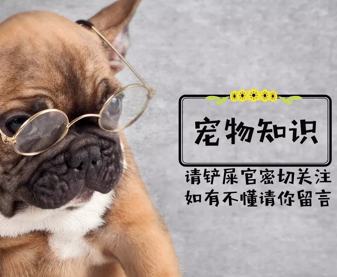 猫咪外来猫咪很享受，本土猫咪却在流浪，让它们流浪的4个原因